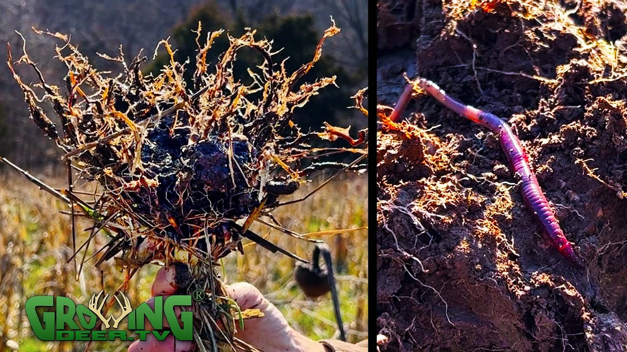 The Best Tillage for Food Plots (691)
