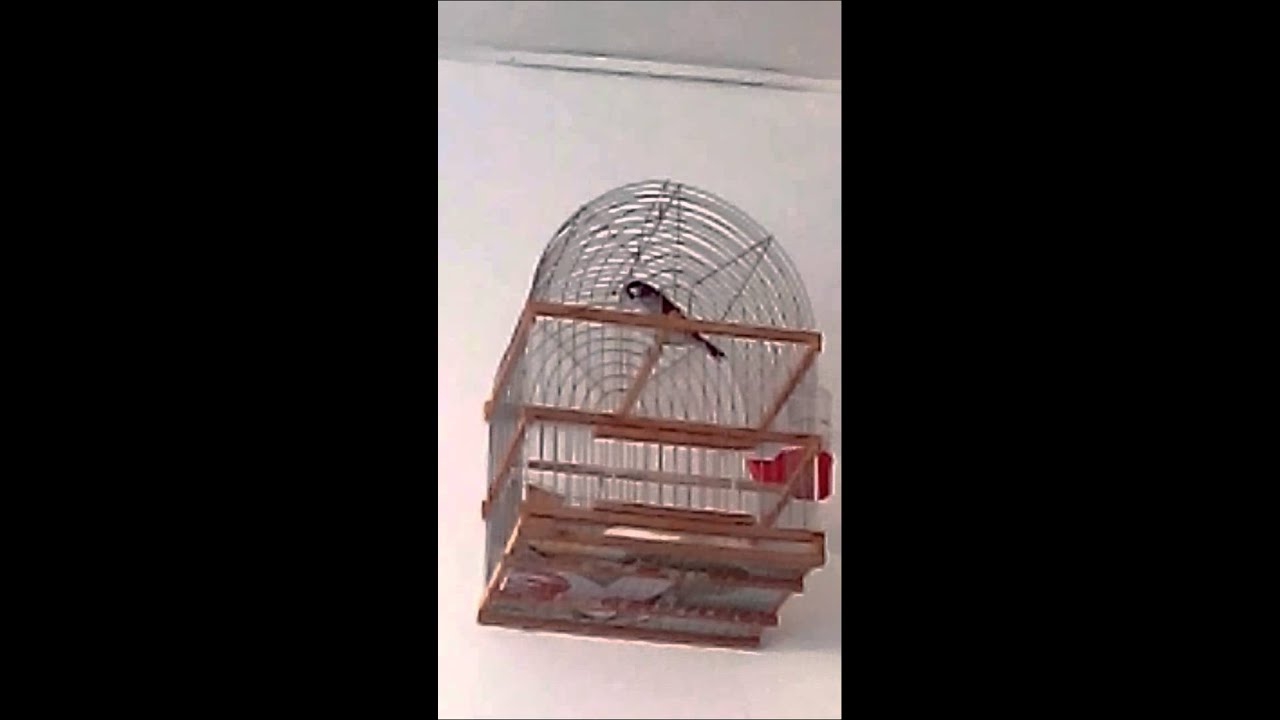 Bengalí cantando valencia prebo