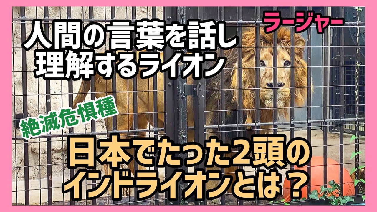 え？喋れるの？めちゃくちゃすごいインドライオンのラージャー君と担当の方😍💕国内2頭のインドライオン、バドゥリとラージャー❤️ #インドライオン #ライオン #ズーラシア #野毛山動物園