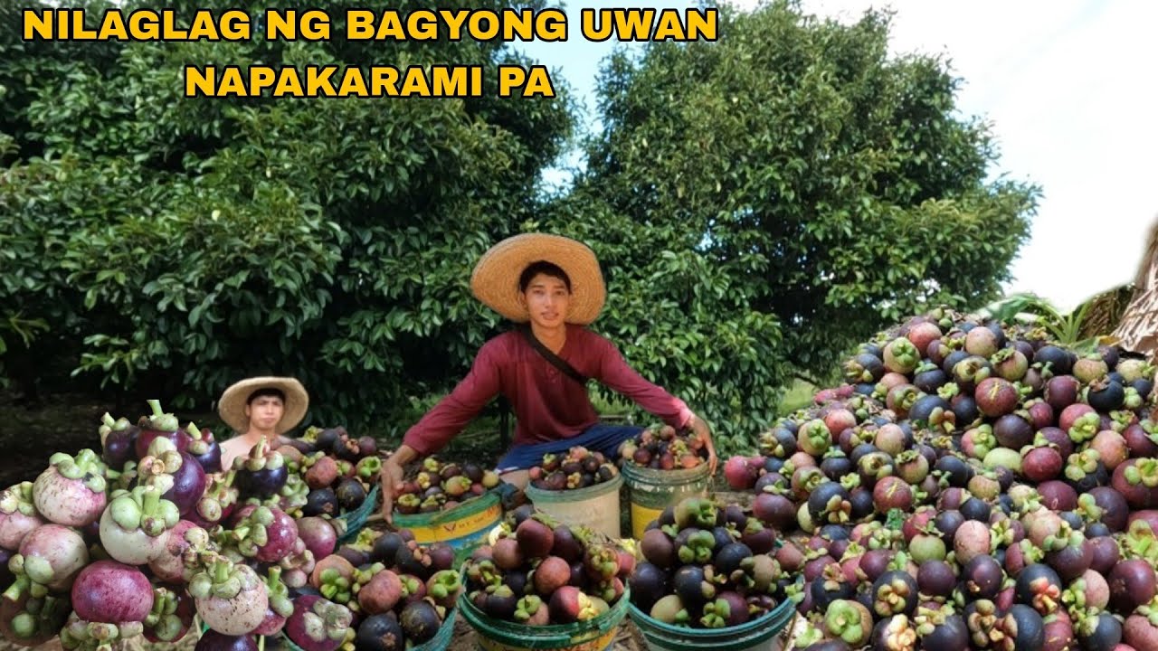 PAGNANAID NG BUNGA NG MANGOSTEEN PAMUMULOT
