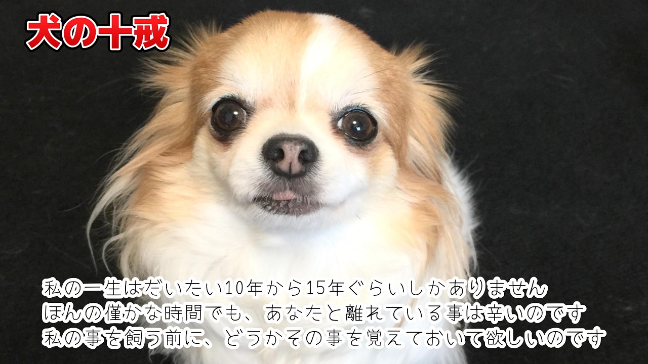 【犬の十戒】私には貴方しかいません、だから側に居てください