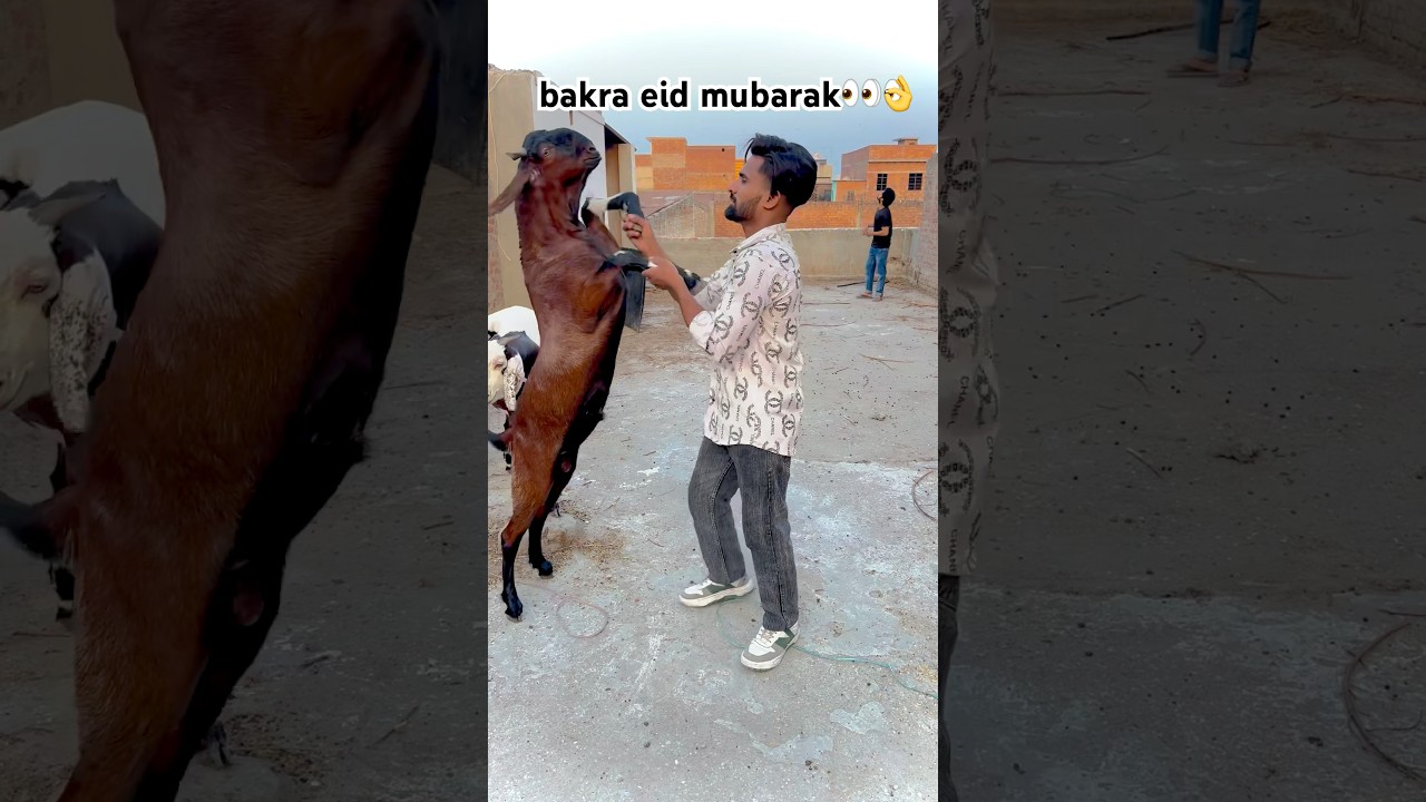 thanksfor 5 million Qurbani ke bakre #bakra#bakra eid #eid ul azha#shortsvideo #shorts 👌😌