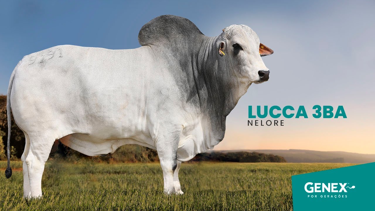 LUCCA 3BA - TOURO NELORE CEIP