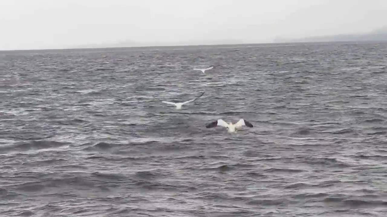 SPECTACULAR Feeding Frenzy! Diving Gannets, Common Dolphins, and Terns'-Wild atlantic Way!