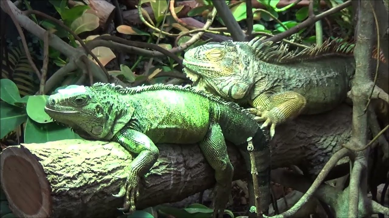 Parc Zoologique de Paris - Paris