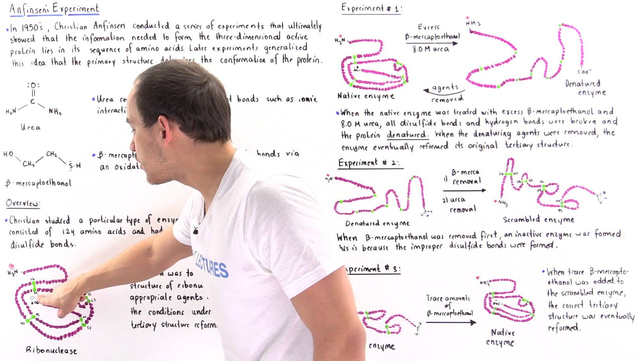 Anfinsen's Experiment of Protein Folding