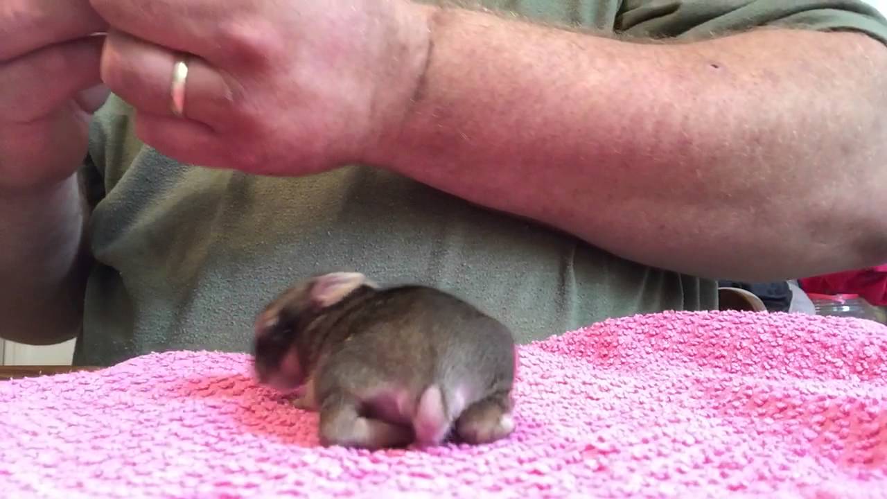 Feeding Tiny Orphaned Cottontail (part I)