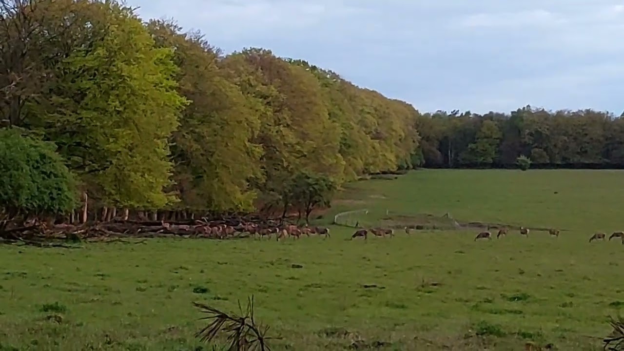 Roedel 28-04-2024