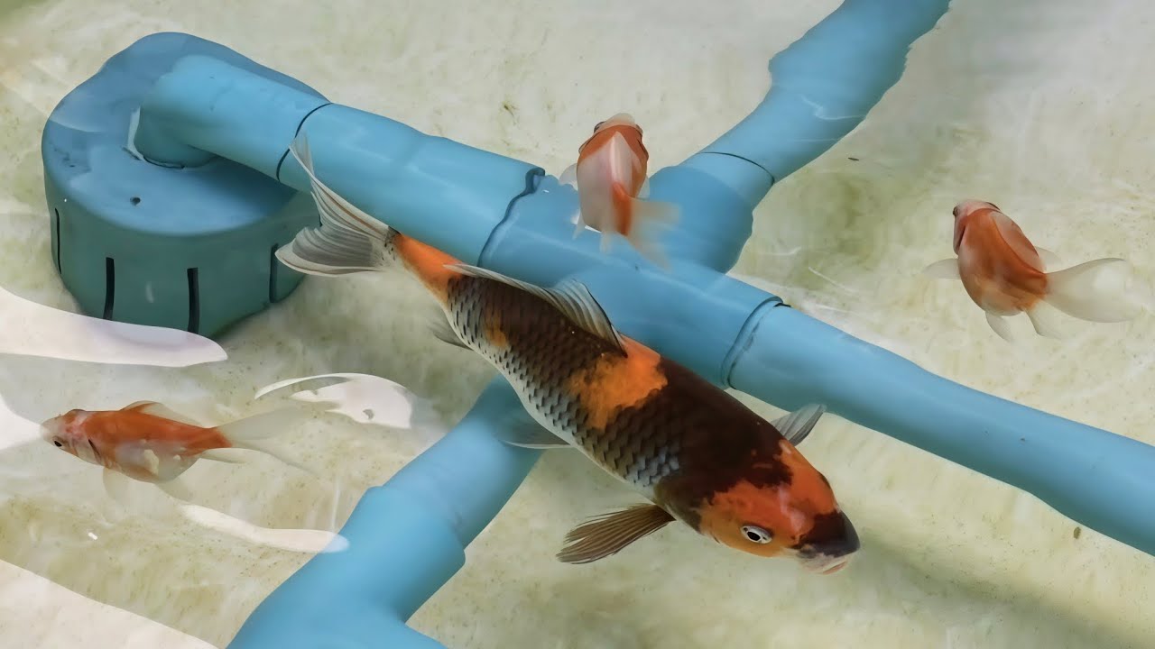 ปลาคราฟ 🎏 อ่าง 800 ลิตร(15/2/69)#koi #ปลาคาร์พ #ปลาคราฟ #ปลาทอง #goldfish #aquarium #ปลาสวยงาม 