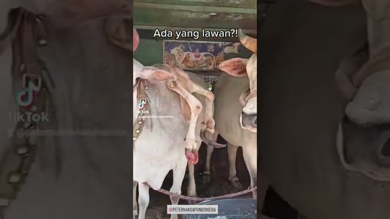 Sapi tanduk 3 Ngeri dan seremm 👿👿👿