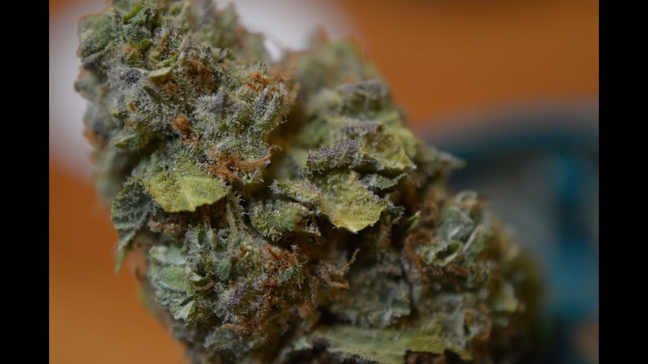 Strain Review Jack Herer by Holistic Industries (Maryland Medical Cannabis)