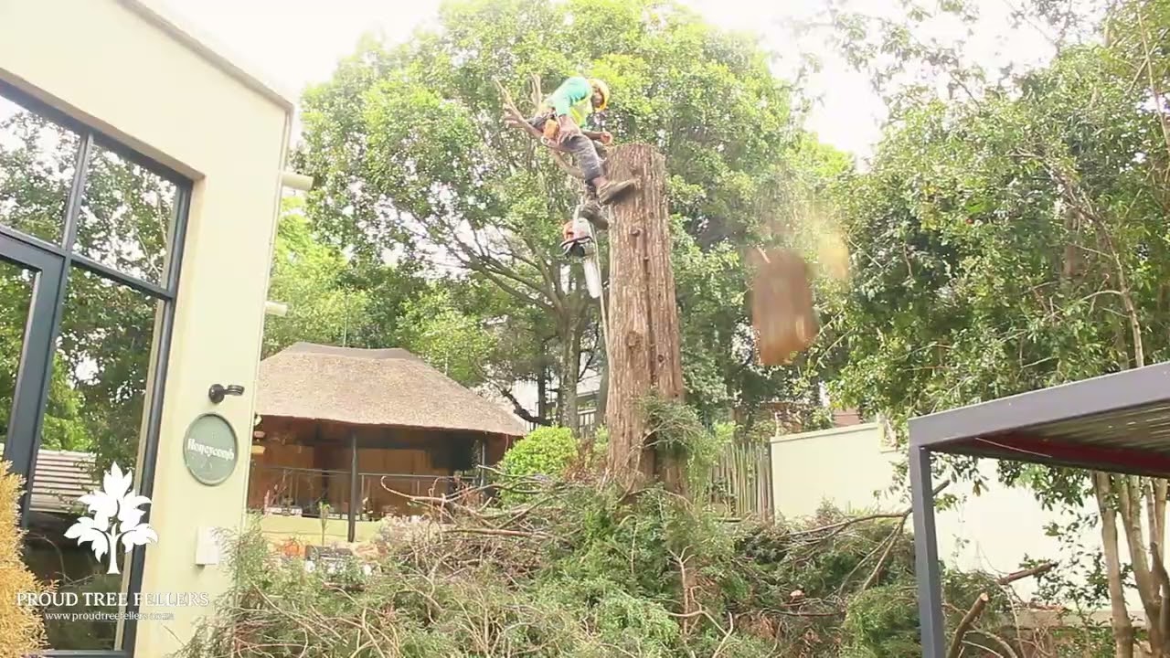 High risk tree dismantling by Proud Tree Fellers 🌳.  How its done ✔️ 