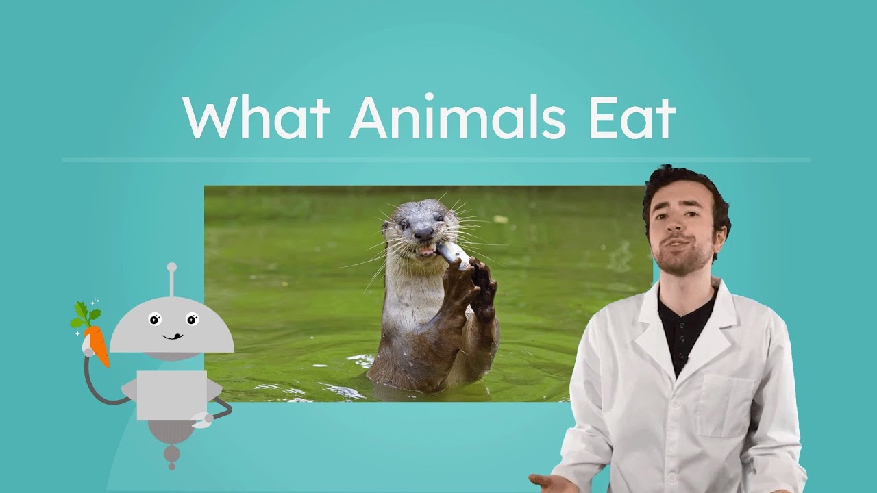What Animals Eat - Herbivores, Carnivores, and Omnivores