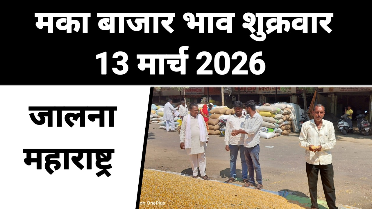 मका बाजार भाव जालना शुक्रवार 13 मार्च 2026 || Peek Pani