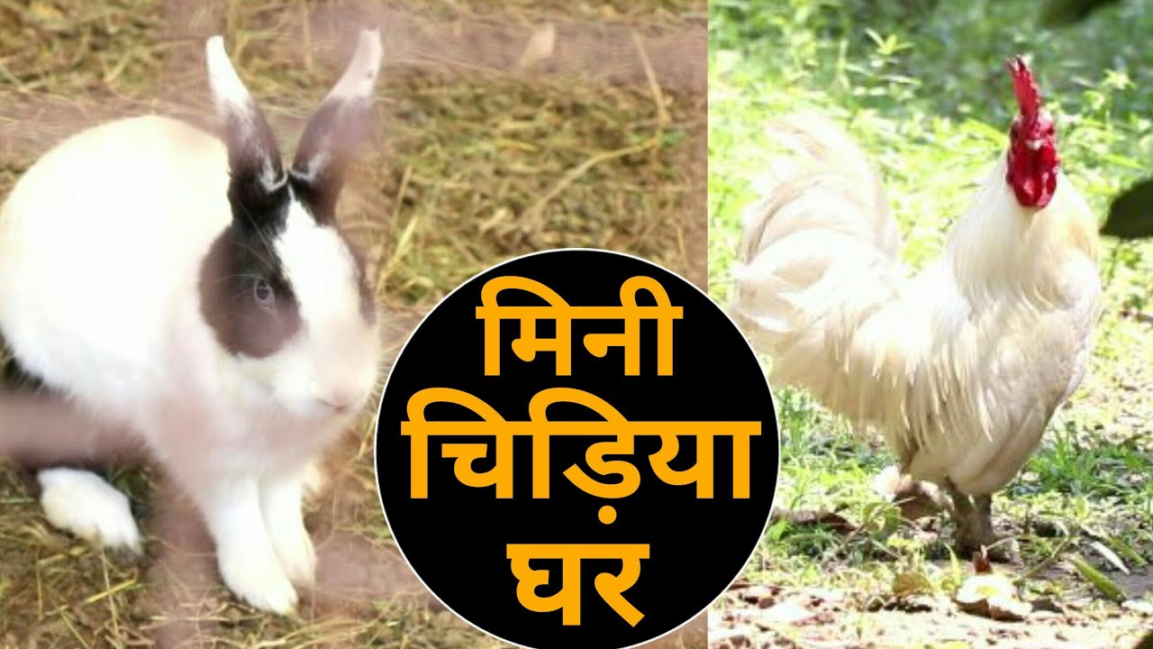 Mini Zoo In Rajdhani Farm | Mini bird house | शाहजहाँपुर की एक खूबसूरत नर्सरी की सैर