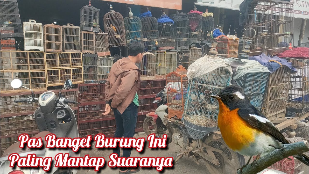 Pas Banget Burung Ini Paling Mantap Suaranya 