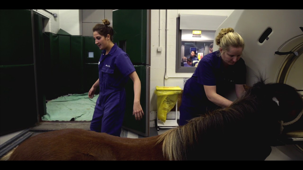 Diagnostic imaging: Equine CT Scans at the RVC