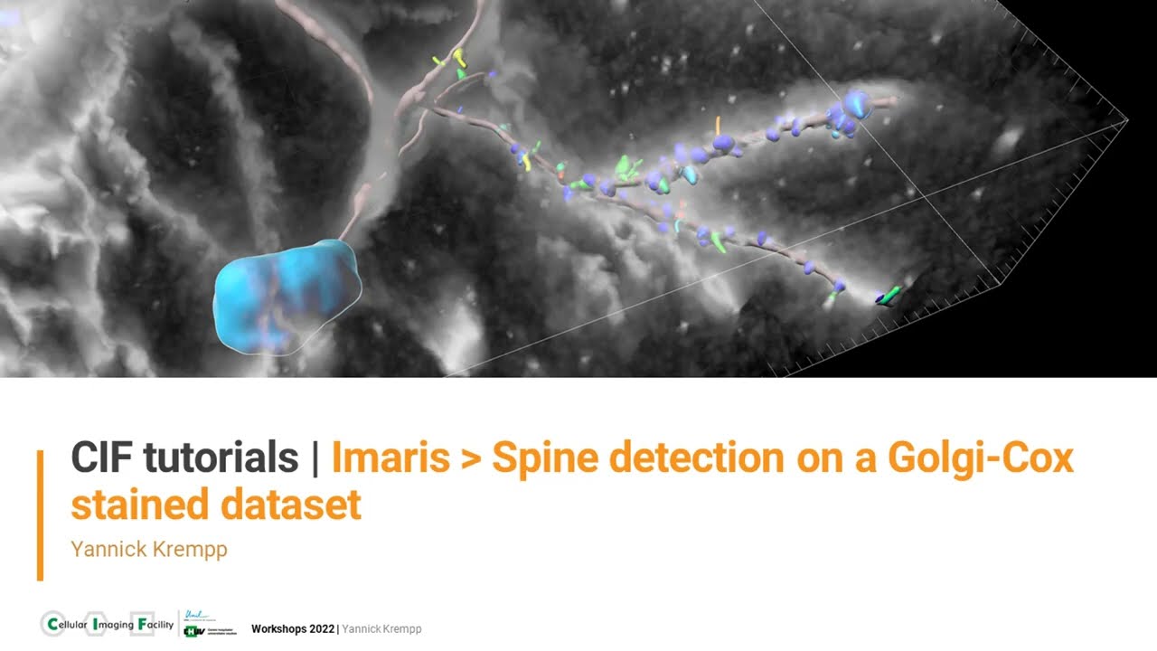 CIF Tutorials | Imaris : Spine detection on a Golgi-cox prepared sample