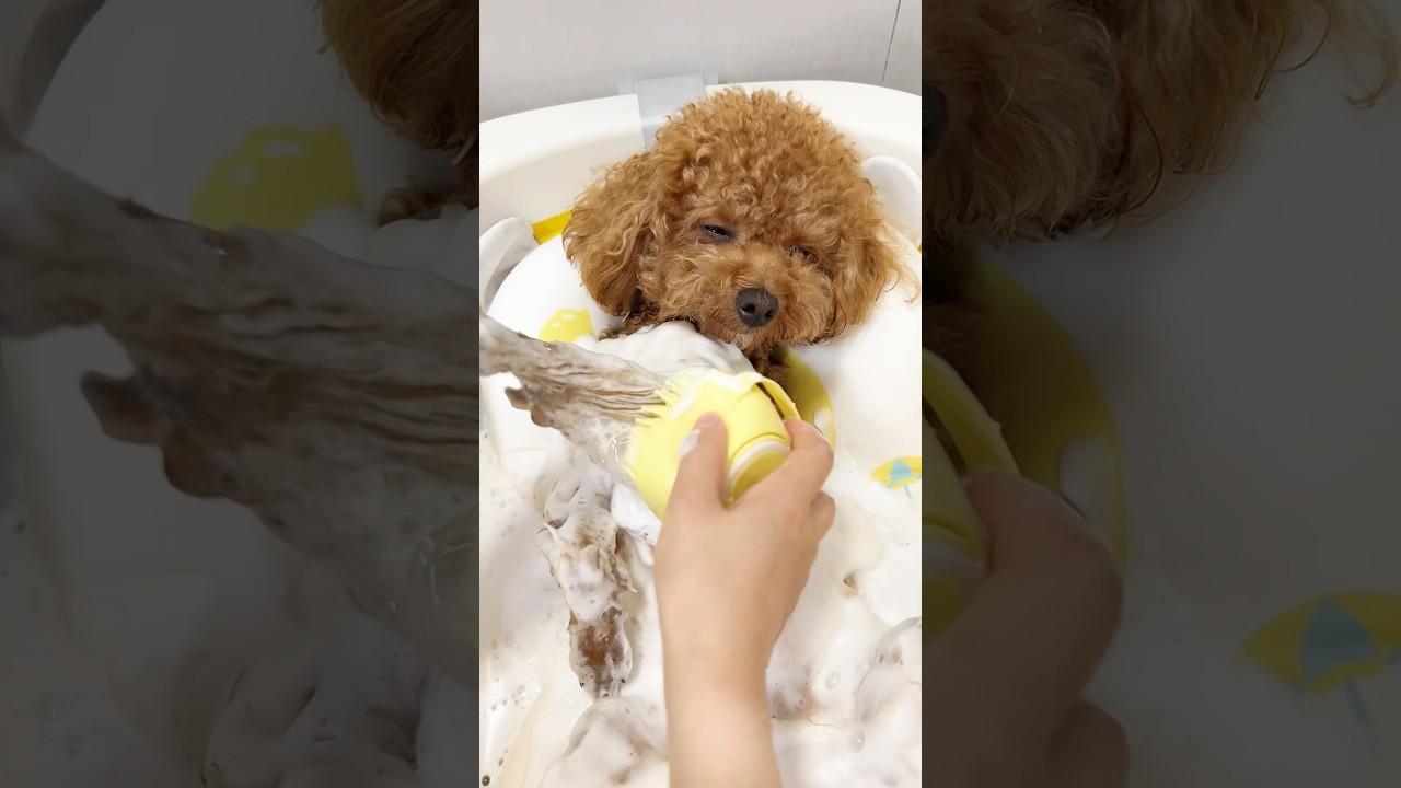 puppy&lsquo;s bath time,how can she be so adorable😚 #cute #pets #dogbath #puppy #poodle #amsr #teddy