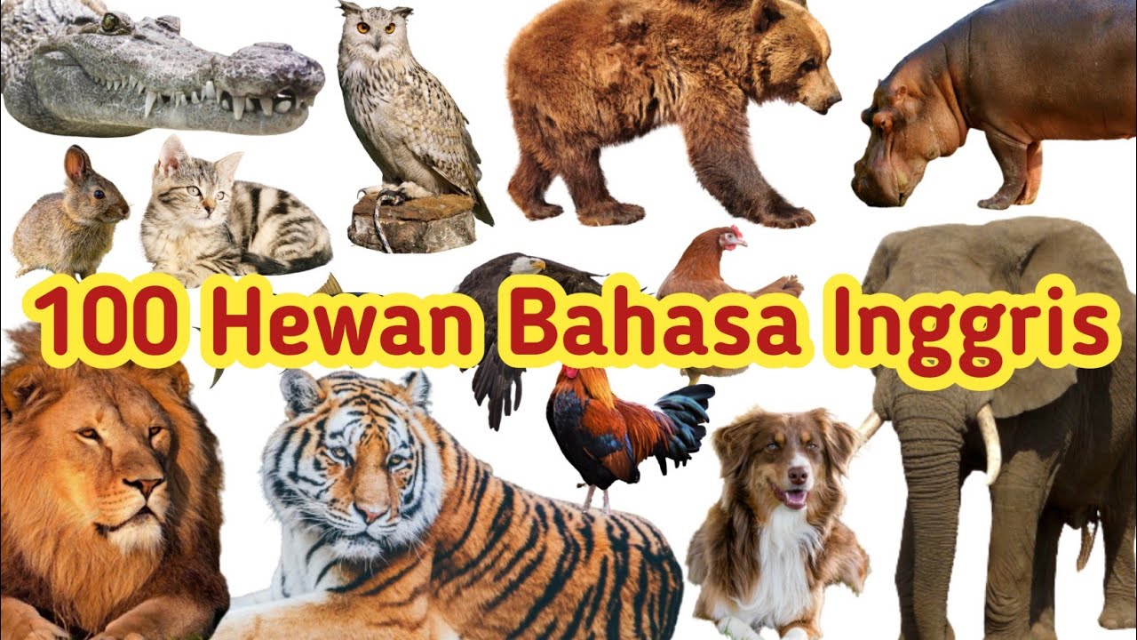 100 Nama Hewan dalam Bahasa Inggris