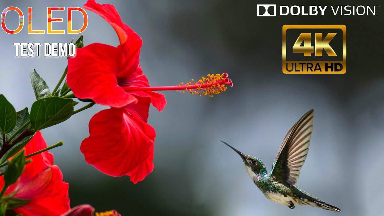 Incredible birds life Ultra HD 4K Video | LED SCREEN DEMO | Best Display 60FPS Dolby Vision HDR 