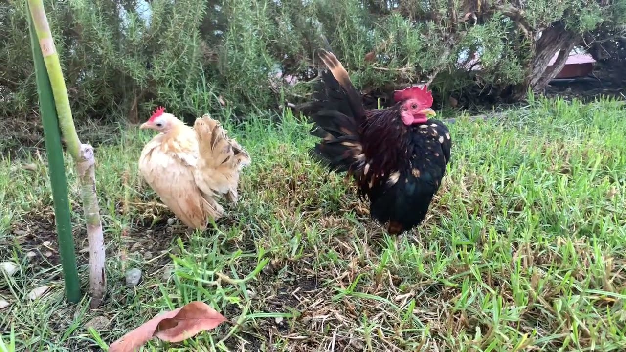 World&rsquo;s Smallest Chicken Breed: MICRO SERAMA ROOSTER CROWING