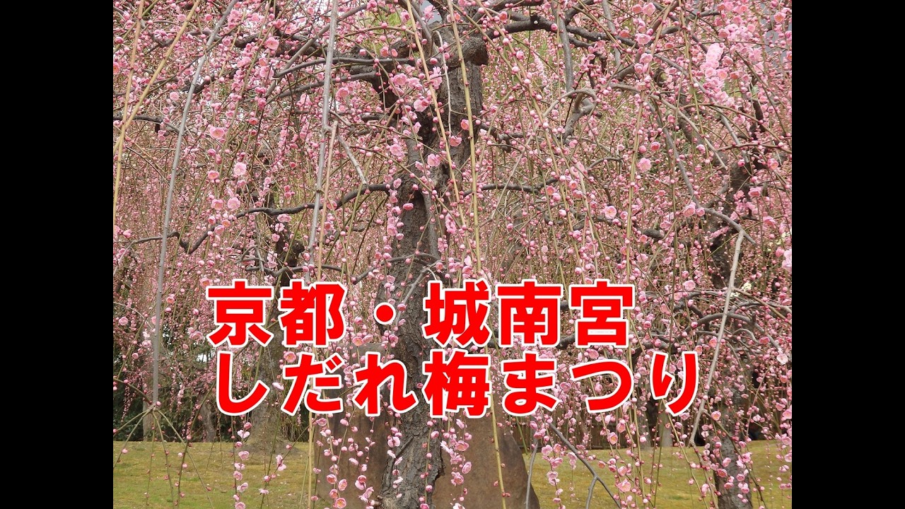 京都・城南宮　しだれ梅まつり初日の2026年2月18日