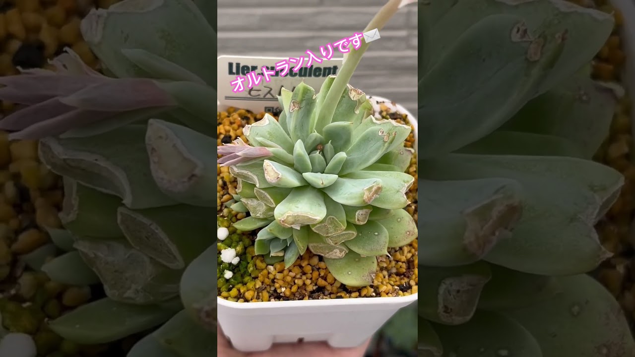 オルトラン入りです✉️千葉県船橋市で多肉生産者をめざしているPur・Succulentのピュールムスメです。