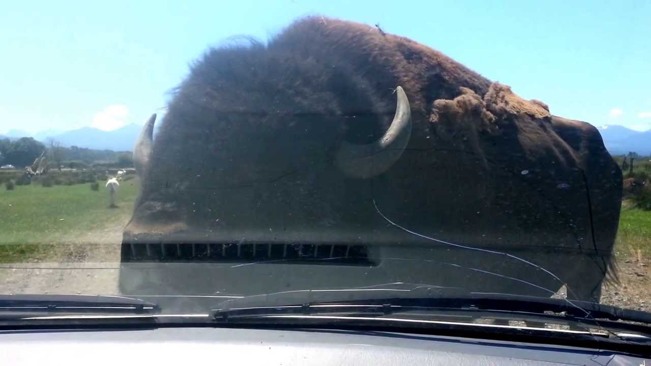 Bison 