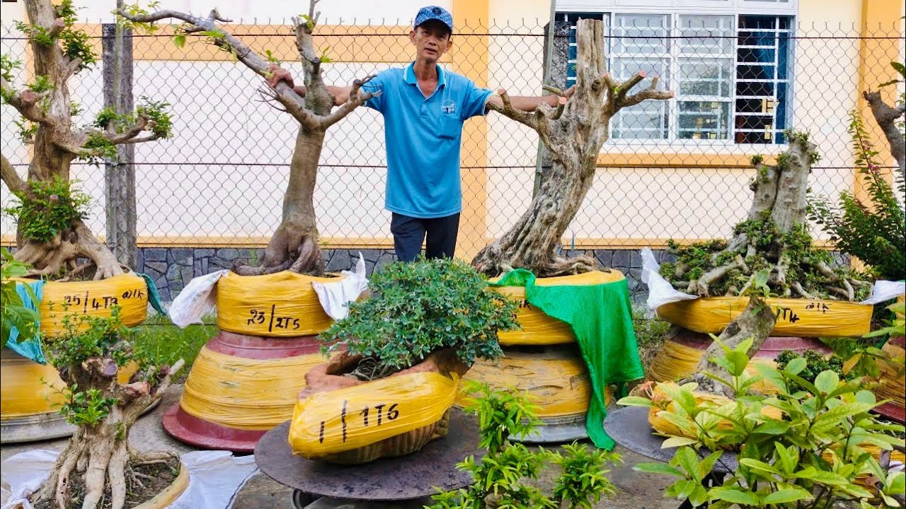 Kiểng Xanh, Mai Vàng & Cây Ăn Trái đa dạng (chào bán 12/3) nhà vườn Viết Sang
