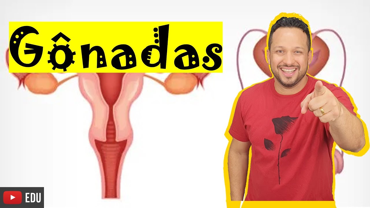 Gônadas - Testículos e Ovários - Hormônios e Funções - Sistema Endócrino - Fisiologia Humana