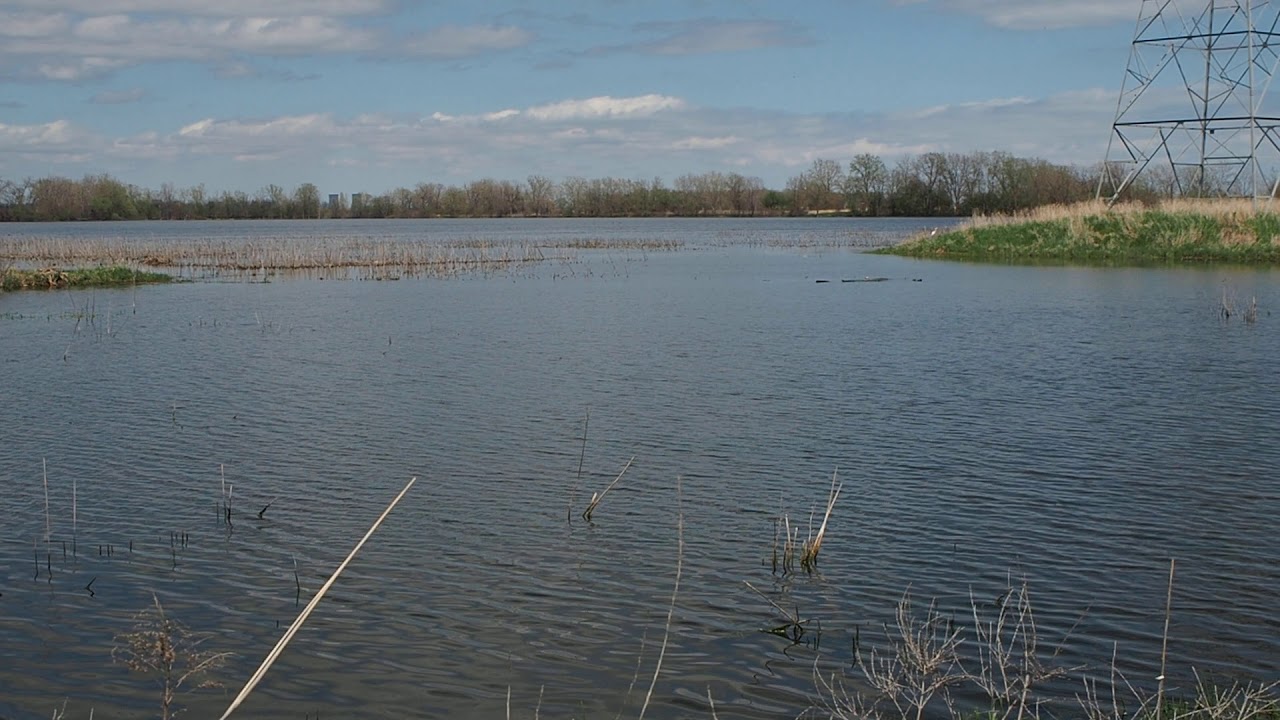 Why Are Wetlands Important?