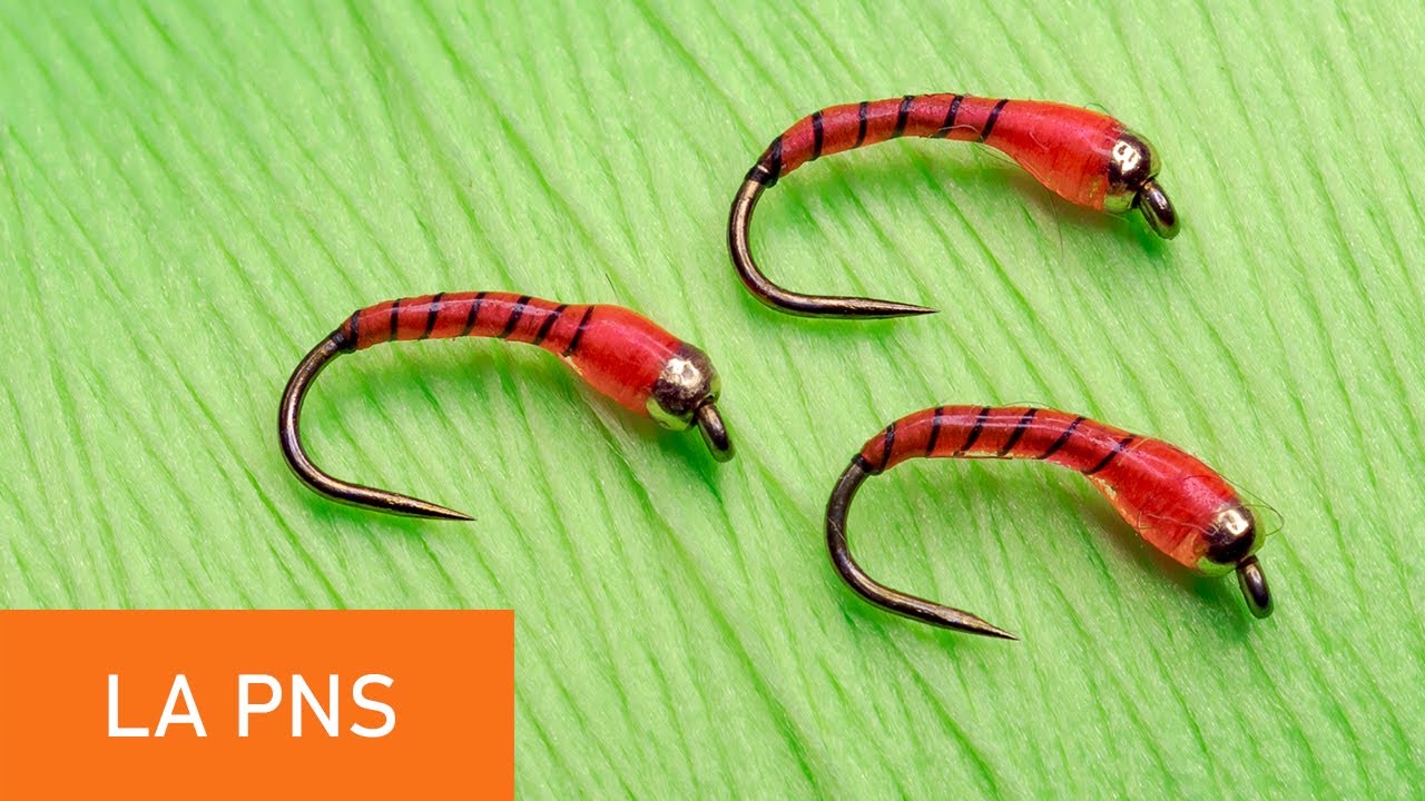 Montage d'une nymphe la PNS