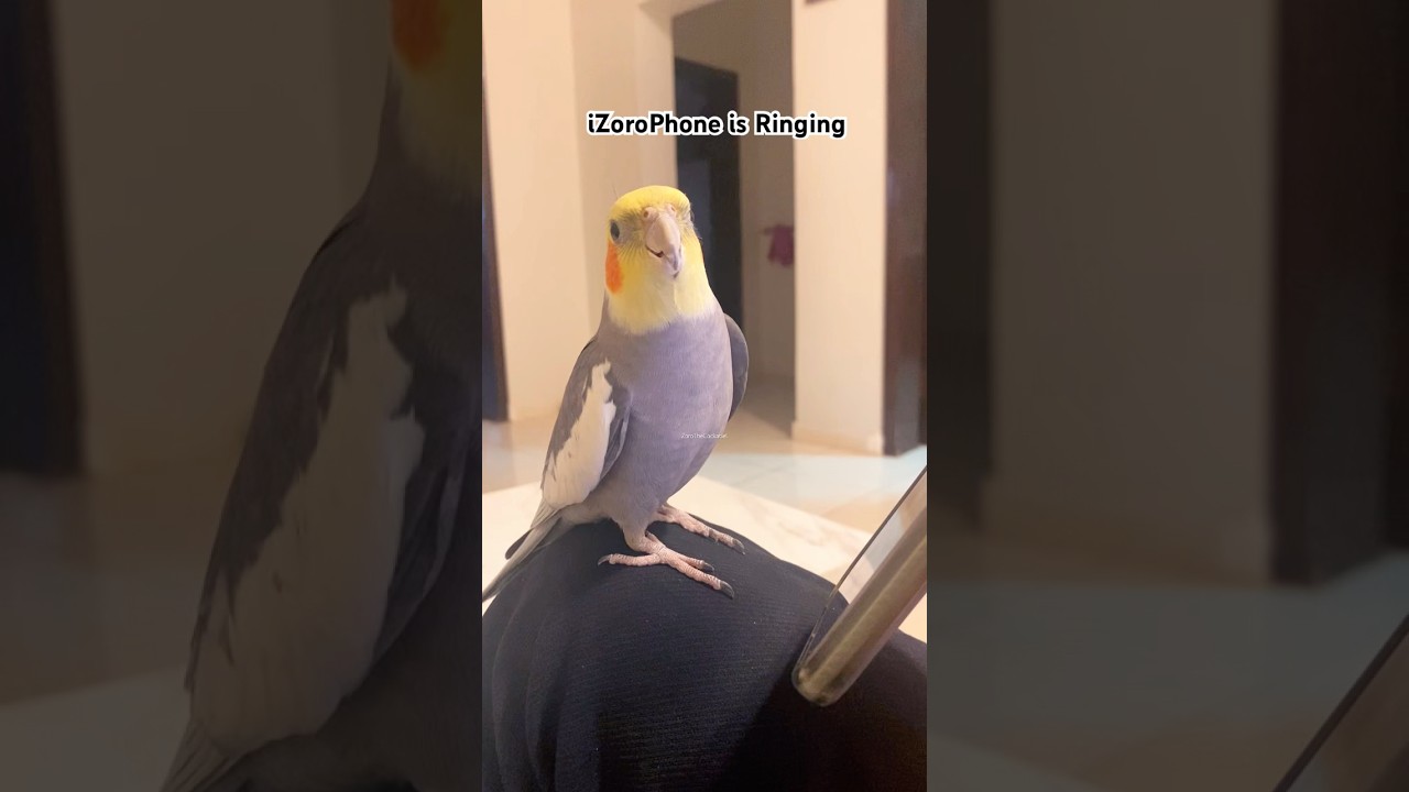 Cockatiel Singing iPhone Ringtone🦜iZoroPhone #birds #cutebirds #bird #cockatiel #parrot #cockatiels