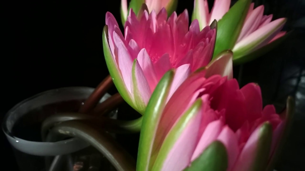 ZenHOW: How to take time-lapse video on a ZenFone 3 Max | ASUS