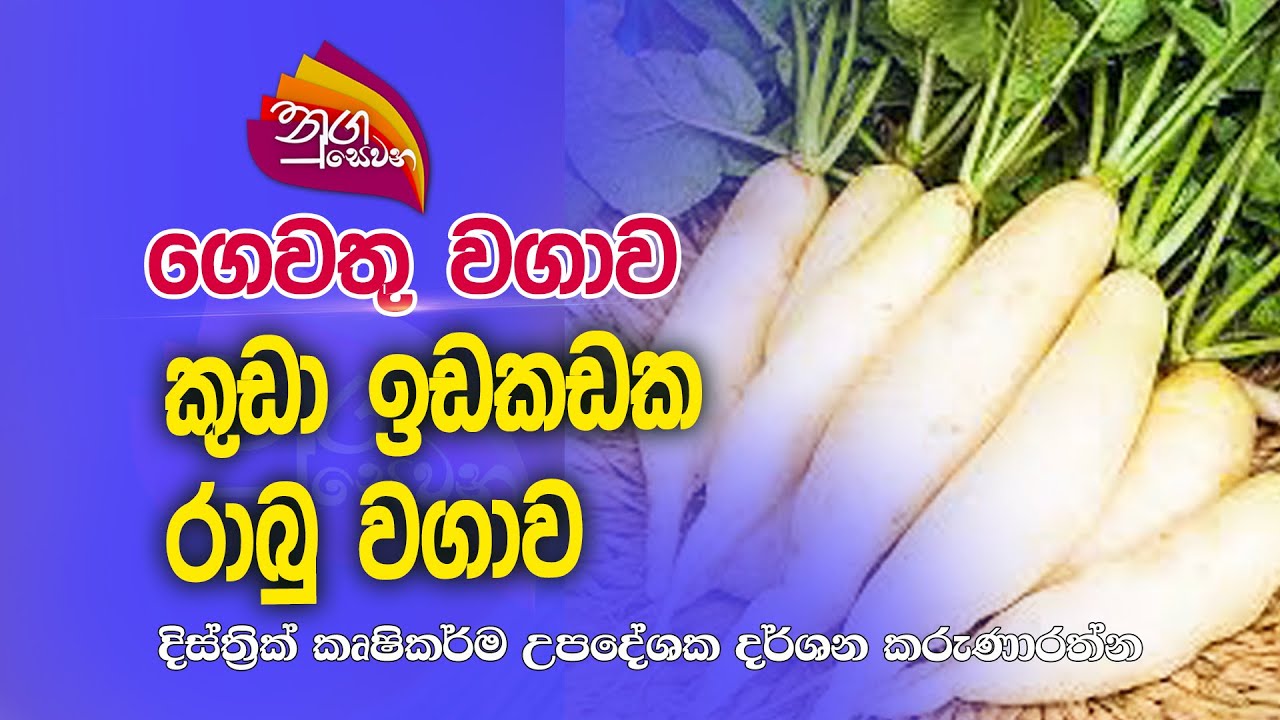 Nugasewana | ගෙවතු වගාව | 2022-10-10 |Rupavahini