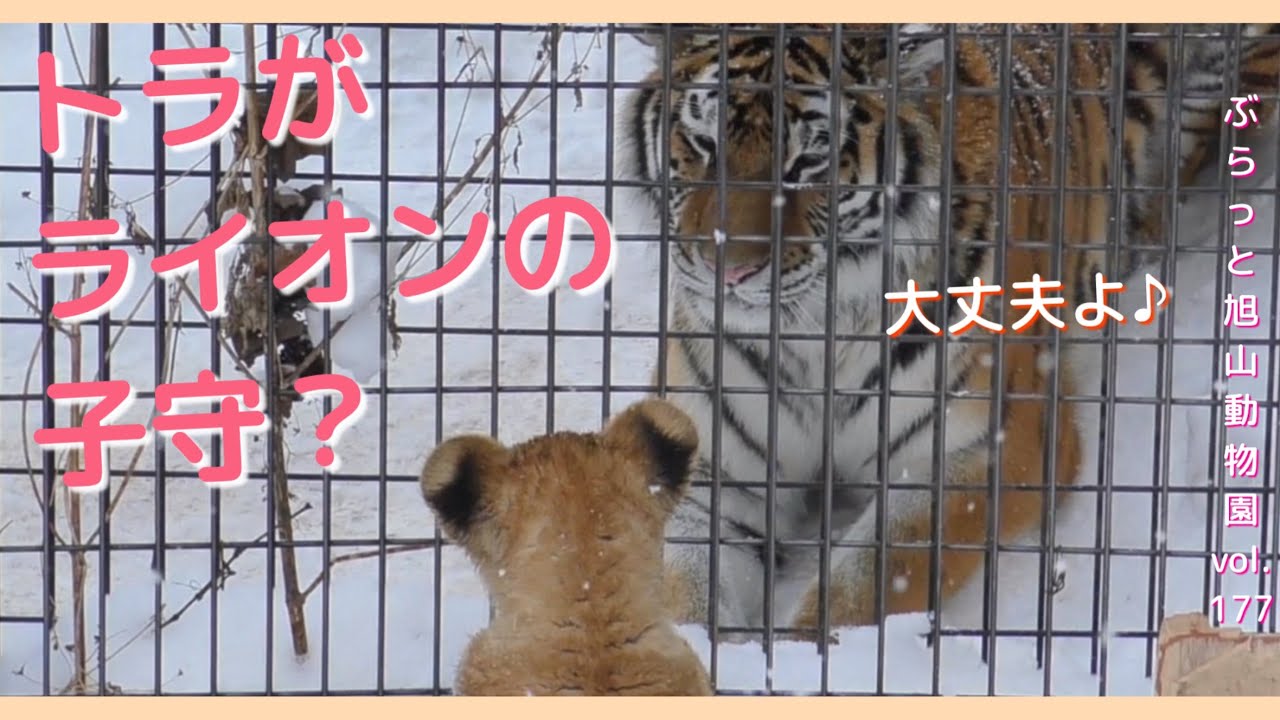 お友達はトラさん！優しいトラがライオンの子ども達をあやす？オリト＆イオ家族生活vol.177@旭山動物園/Will the tiger next door take care of the cub?