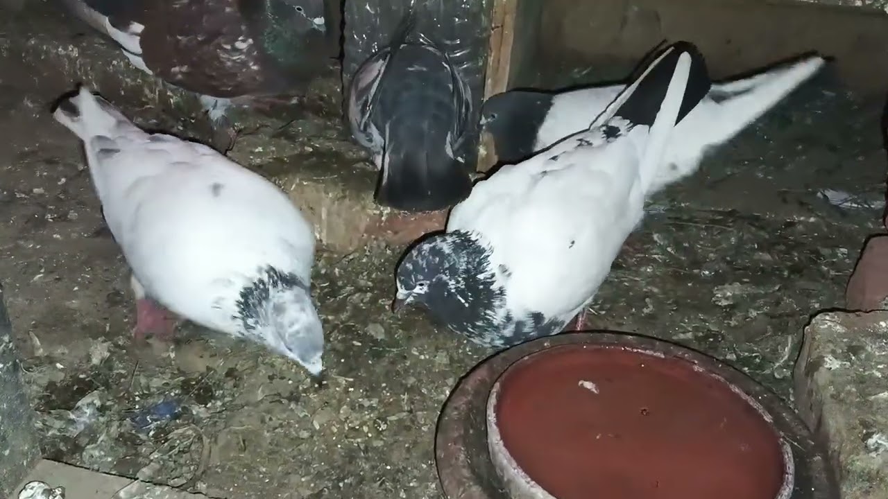 High flyer rampuri gajra ambarsare fulsare kabutar 