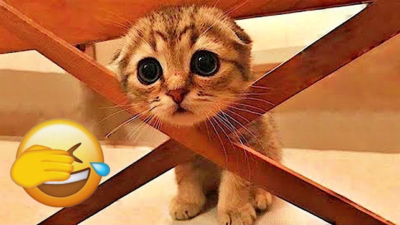 Funny Cat Videos 😂 A Collection Of Hilarious Cats That Will Make You Laugh Out Loud And Find Peace 😂