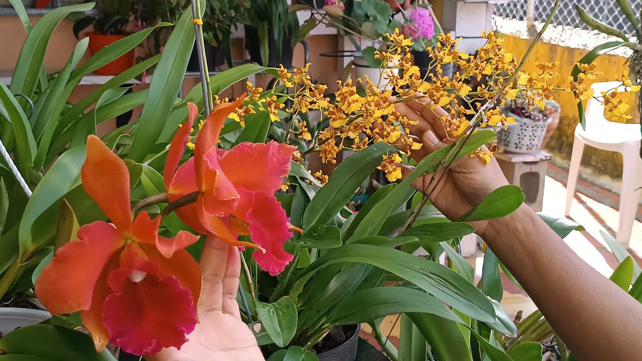 Consejos para que Nuestras Orquídeas Florezcan🏵️ // Riego💦, limpieza y Buena iluminación ☀️