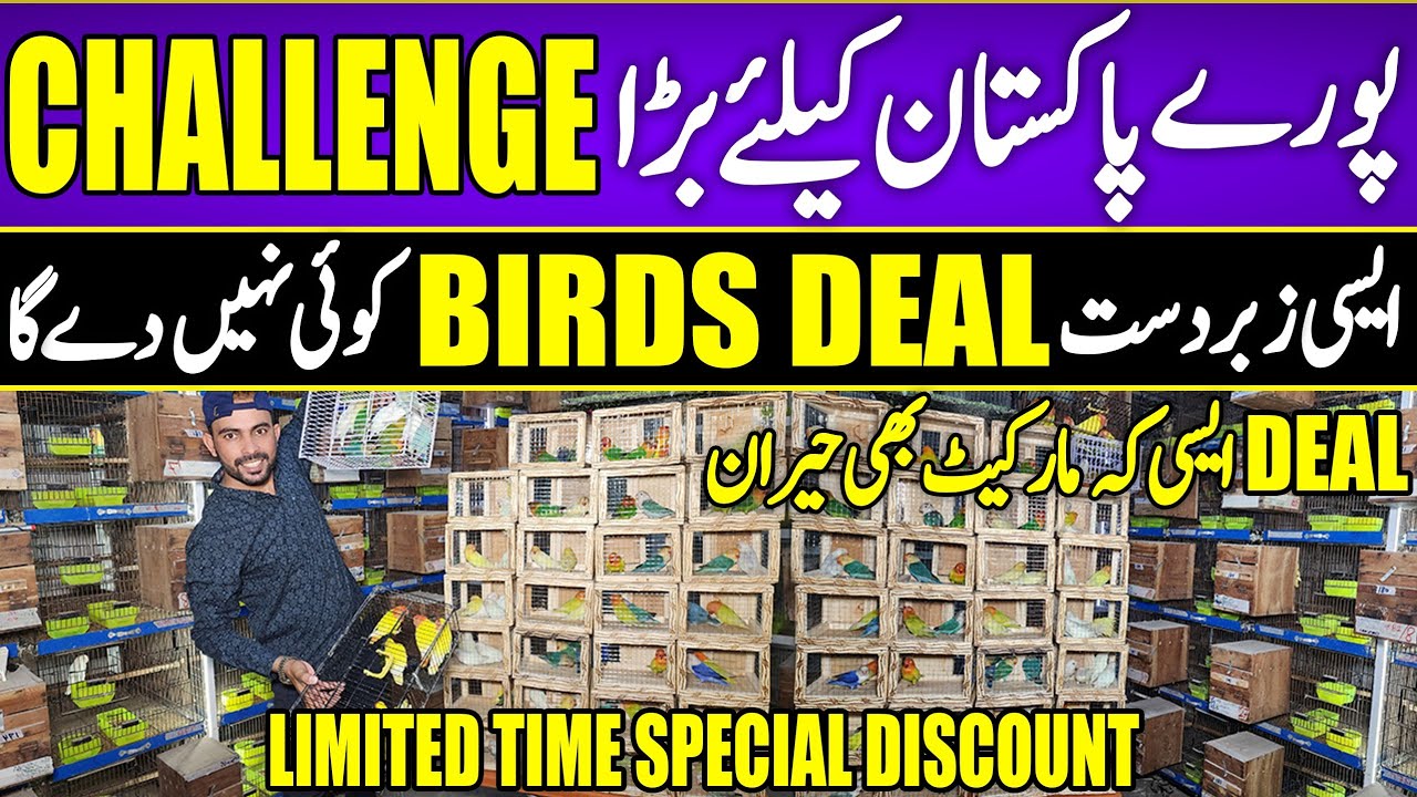 Breedar Pair Bohat Kam Rate Latino oplaine  Carimino oplaine pale fellow 