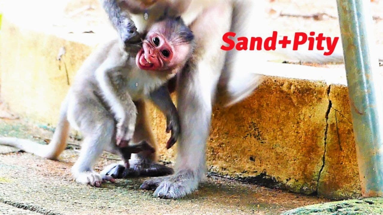Oh My Tears Can't Stop!, The Craziest Animal Mother Monkey Lifts Tiny Baby Up And Throws On Ground