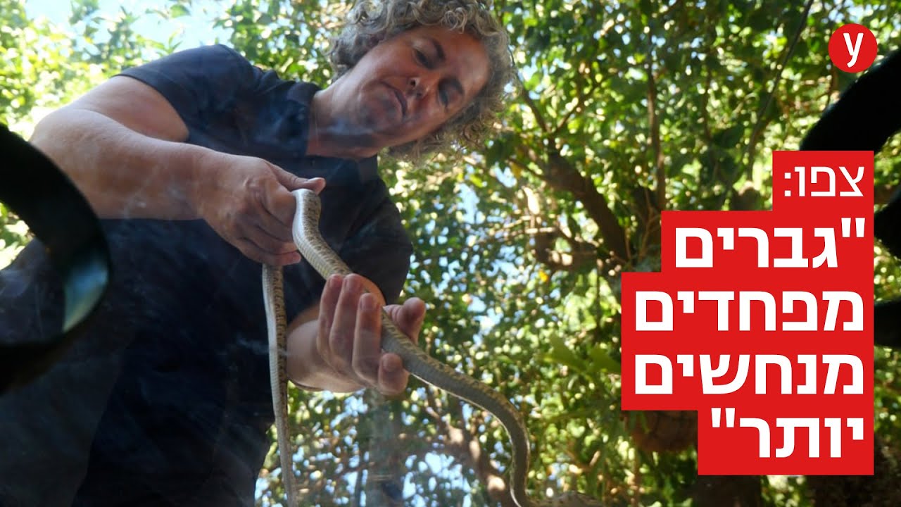 לוכדת נחשים בפעולה: 