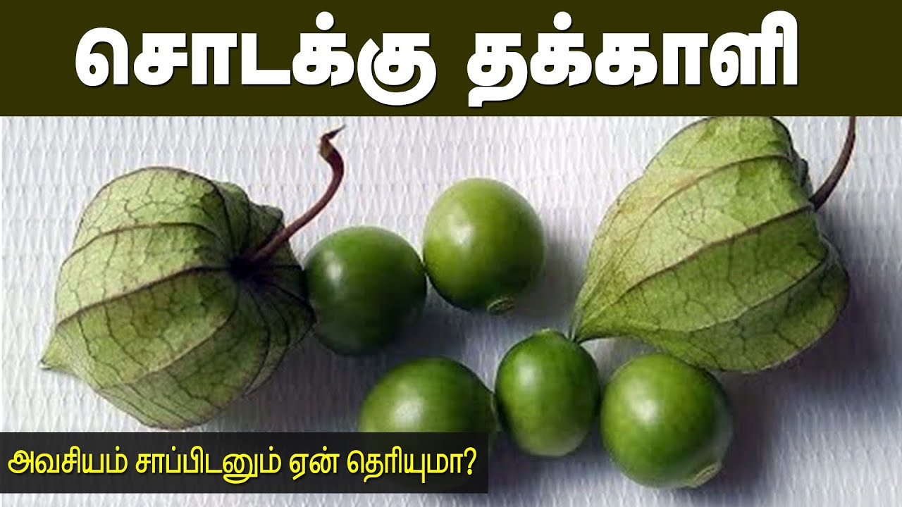 இந்த செடியை பார்த்தால் விட்டுவிடாதீர்கள் எதற்கு என்றால்? | Sodakku Thakkali