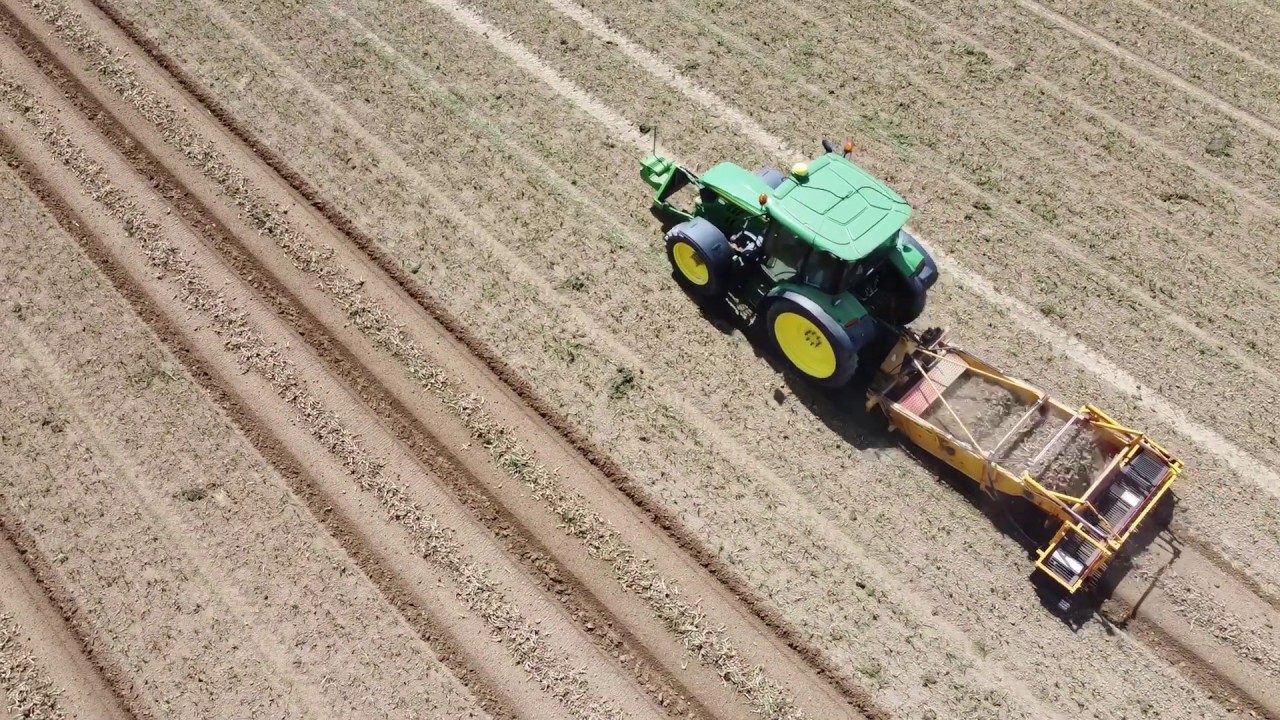 Shallot Harvest 2020