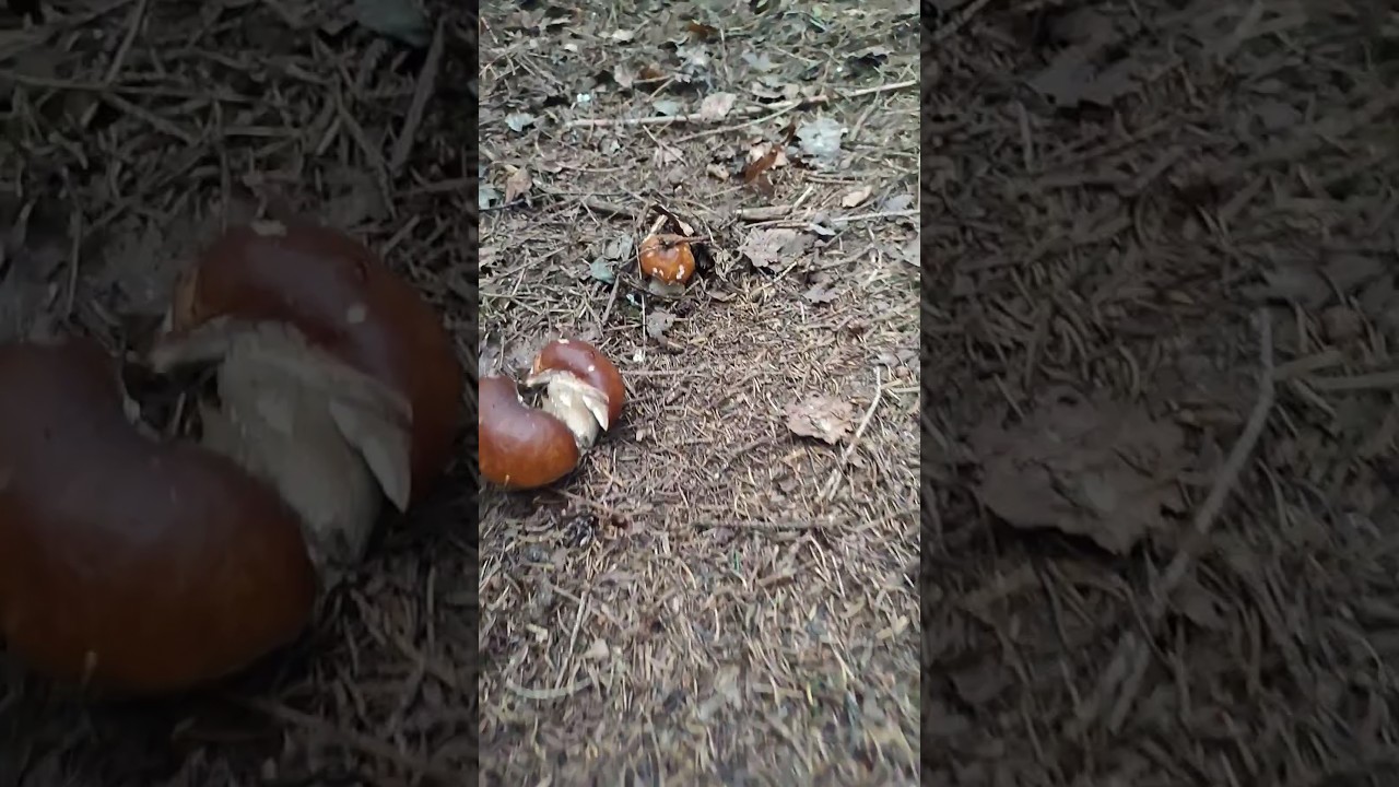 porcini🍄(Boletus Edulis)autumn2023;unusual piece #new #mushroom #grzyby #shorts #short #fungi