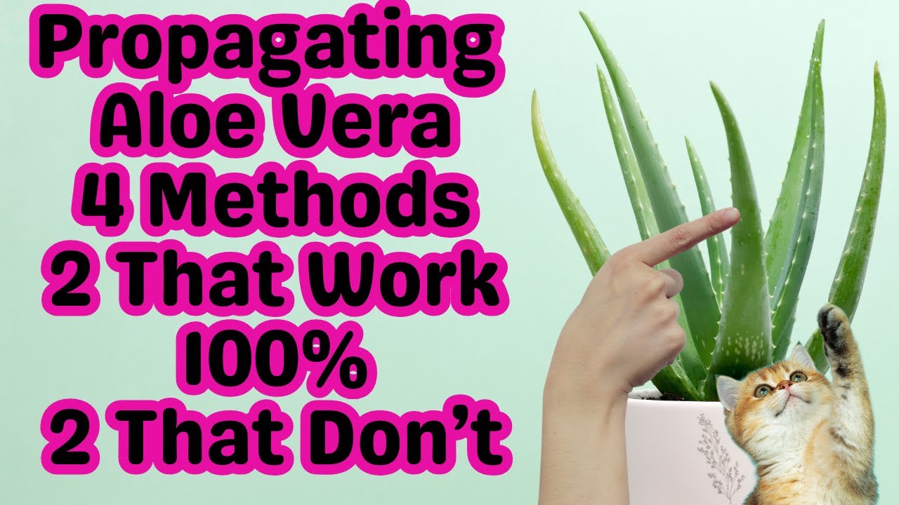 How To Propagate Aloe Vera | The Two Fastest Ways To Multiply | Step By Step From Soil To Watering