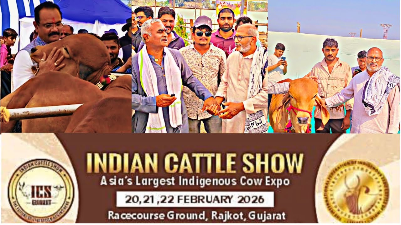 રાજકોટ ઇન્ડિયન પશુપ્રદર્શન 2026 | Indian Cattle Show Rajkot
