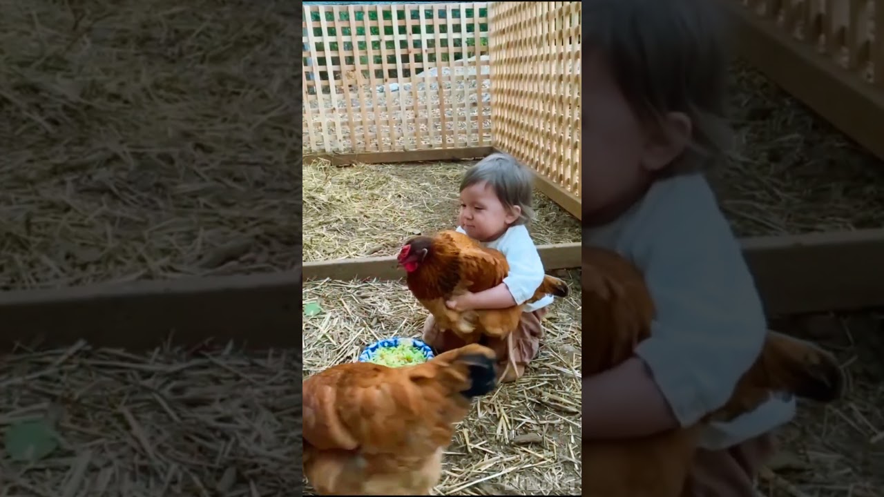 Child Catching Hen  short #funny
