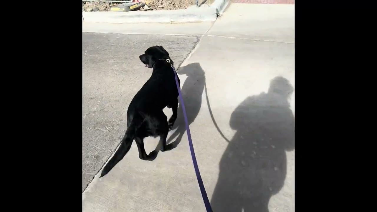 Come with my mommy and I for a really nice long walk . Monday Feb 23rd 2026.